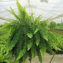 基地直供 观叶植物小盆栽植物室内花卉绿化专用180香港波斯顿蕨