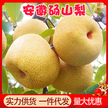 正宗安徽砀山梨子9斤整箱蜜梨新鲜水果10批发包邮5斤当季应季酥梨