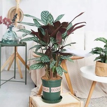 ����ֱ�N���w�������҃ȾGֲ�������O����ȸ���� ����ȩ �ļ�����