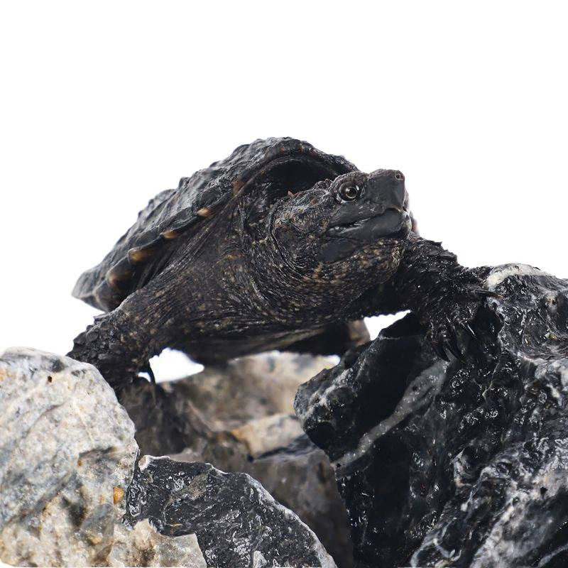 North American small snapping turtle seedlings, live pet turtle ornamental turtle, mixed Buddha, carnivorous turtle, water turtle, ferocious small Qimei business store