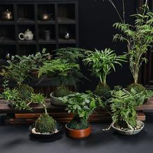 苔藓球绿植米竹文竹水培盆景室内桌面观赏竹子盆栽绿植绿植