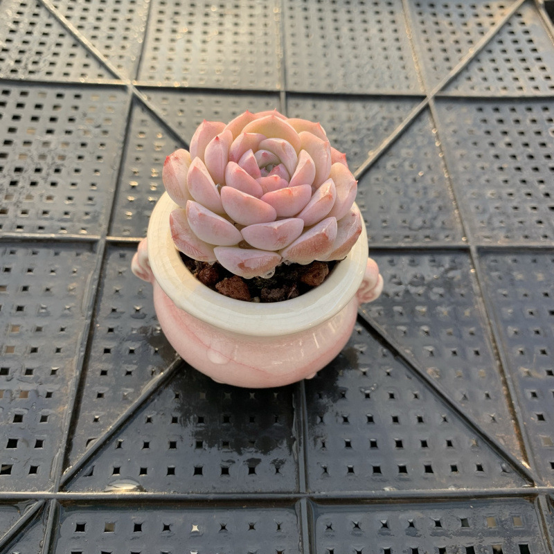 小さな多肉植物、超かわいい、貴重で希少な親指鉢、ミニ鉢植え、鉢付き多肉植物鉢植え、小さな古い支柱|undefined