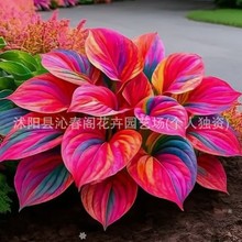 �������Ѷ������޸��ݱ������ļ��׻��������Q��ͥԺ���ԷN����