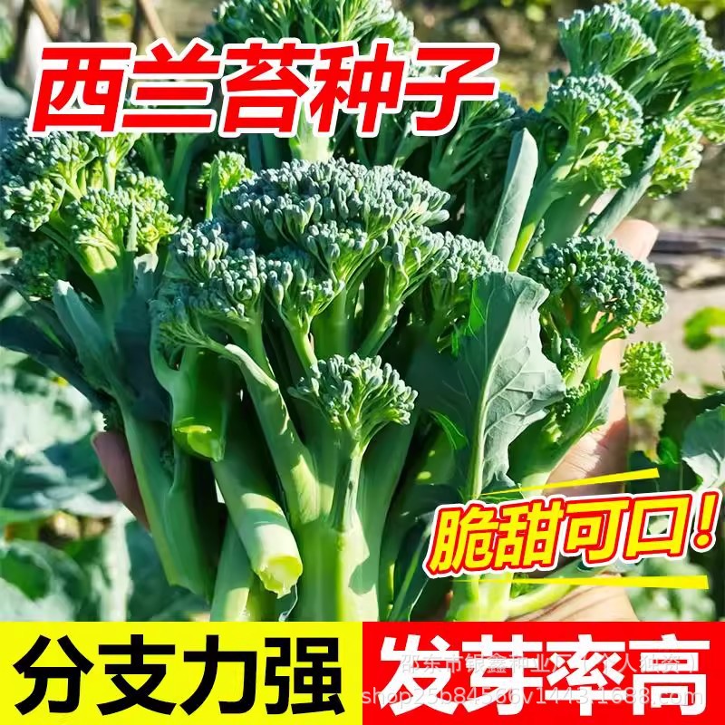 西兰苔种子西兰花种籽芥蓝芥兰菜菜心秧苔菜原装四季蔬菜种子大全