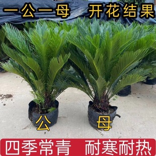 �F�����ԾGֲ�F�����ͺ��͟�ֲ���辰���K�F���ļ������҃��⻨��