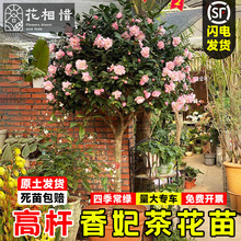 �ߗU�����軨������ɫ�൤ɽ�軨ͥԺ�����L���������Բ軨������