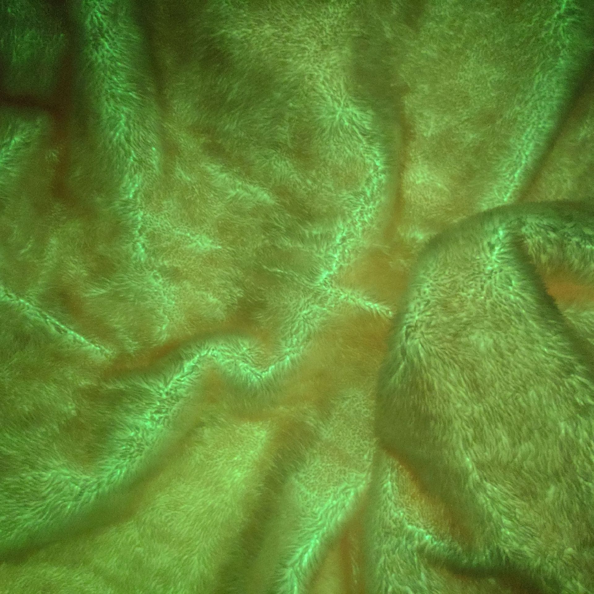 夜光专利 夜光北极绒 夜光布 感光变色布 感温变色布 夜光变色布