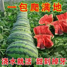 冰糖麒麟西瓜种子麒麟西瓜8424西瓜种籽种四季春夏甜美都西瓜种孑