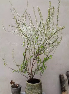Dropshipping Perennial Spray Snowflake Seedlings Snow Willow Plant Balcony Pearl Plum Spirea Snow Large Balcony Courtyard Resistant