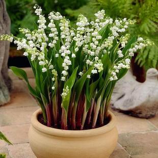 Lily of the Valley Seedlings Potted Imported Bulbs Flower Seeds Seeds Blooming All Year Round Flower Plants Indoor and Outdoor Flowers Cold and Frost Resistant
