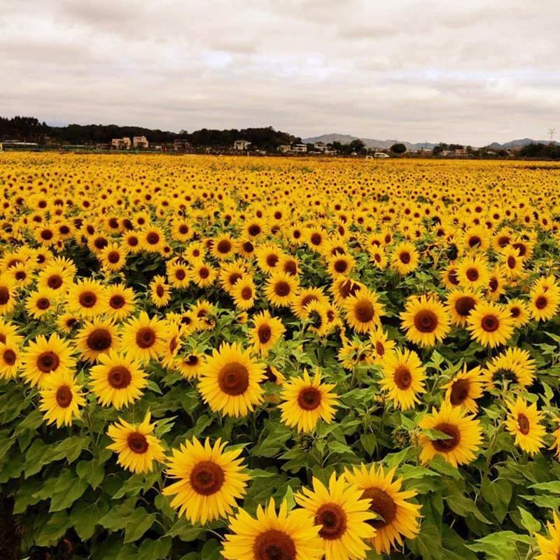 Новые семена подсолнечника Four Seasons Горшечные съедобные декоративные короткие семена подсолнечника Крытый Открытый балкон Двор