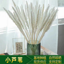 �JȔ���l��ɫϵ�JȔ�ɻ�֦�l�zӰ�����Ĕz��ɫ�JȔ���l����