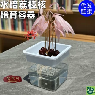 适配荔枝龙眼核水培容器分层结构观察便捷重复使用培育盒卡槽设计