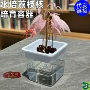 便捷分层培育水培卡槽