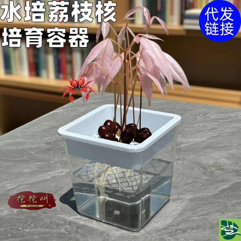 Suitable for Hydroponic Containers for Lychee and Longan Seeds, with a Layered Structure for Easy Observation and Reusable Cultivation Box with Slot Design Suitable for Hydroponic Containers for Lychee and Longan Seeds, with a Layered Structure for Easy Observation and Reusable Cultivation Box with Slot Design