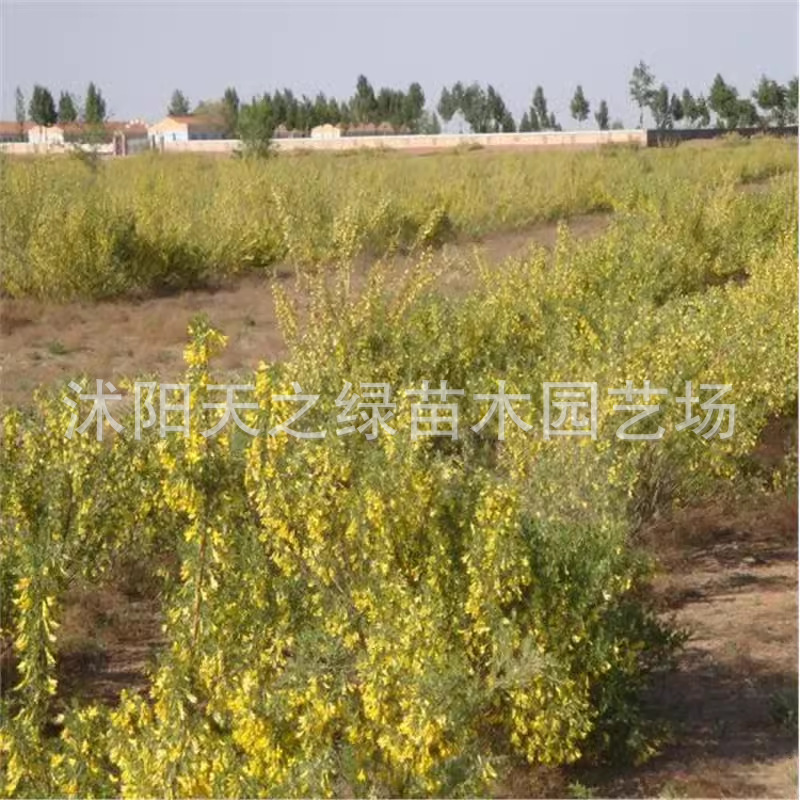 柠条种子四季护坡灌木草籽小叶锦鸡儿白种籽抗旱固沙复绿树种绿化