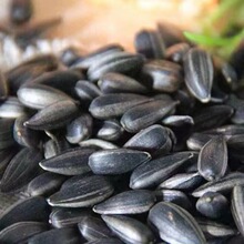 黑珍珠内蒙葵花籽带壳油葵原产地工厂直发出口瓜子毛磕畅销款瓜子