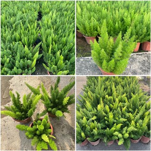 Foxtail Tianmen Dong Foxtail Wu Bamboo Foxtail Tianmen Large Potted Green Plants Outdoor Flower Potted Courtyard Potted Flowers Easy to Live