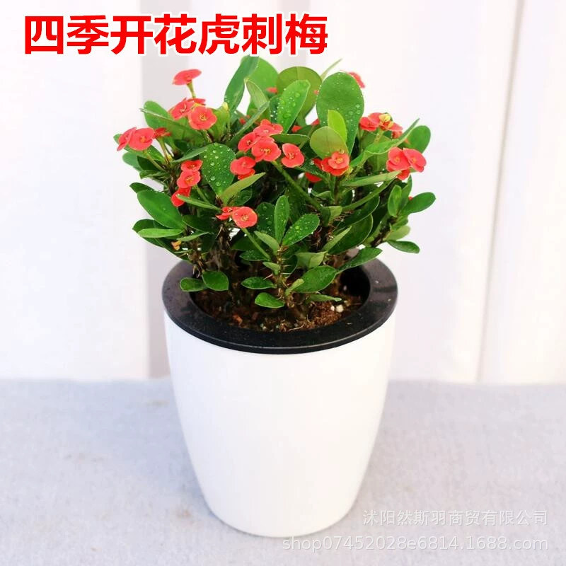 Комнатные цветы терновой сливы, зеленые растения, растения для просмотра цветов, четыре сезона, непрерывное цветение, крытый балкон, хорошо растущий цветок железная Бегония