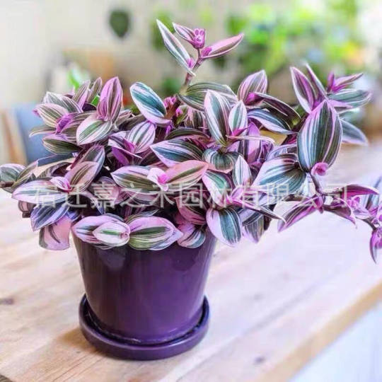 Oil Painting Wedding Spider Plant Succulent Plant Living Room Indoor Office Flower Potted Plant Easy to Grow Green Plant Purple Orchid