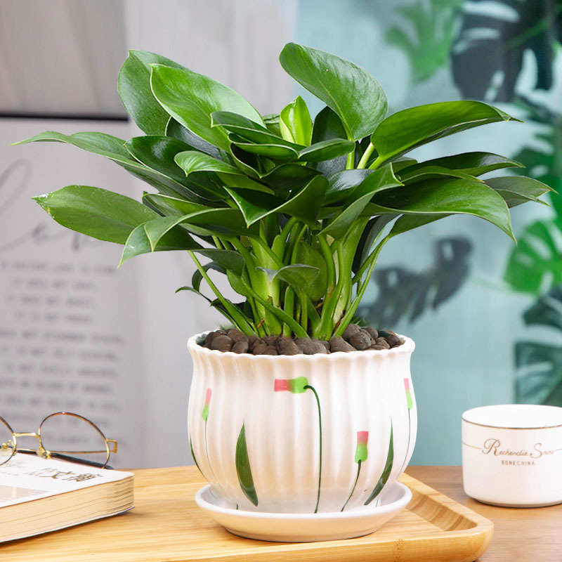 골든다이아몬드 25cm 3그루(연잎 세라믹 화분) + 영양액