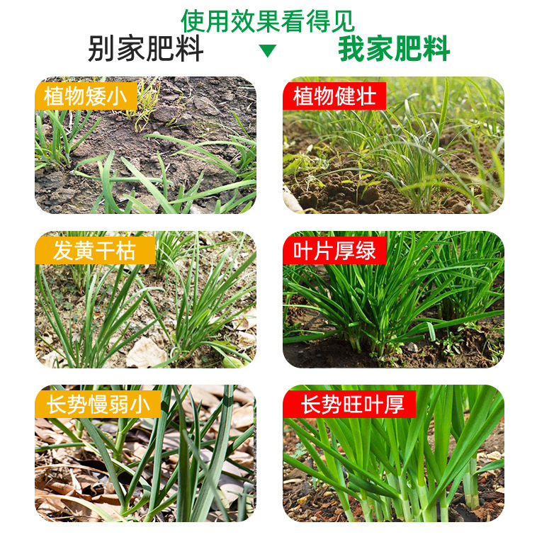 Season-Universal Pot Planting Vegetable Garden Chives Special Fertilizer Root Enhancement and Seedling Strengthening Anti-Caking Granular Slow-Release Non-Burn Root
