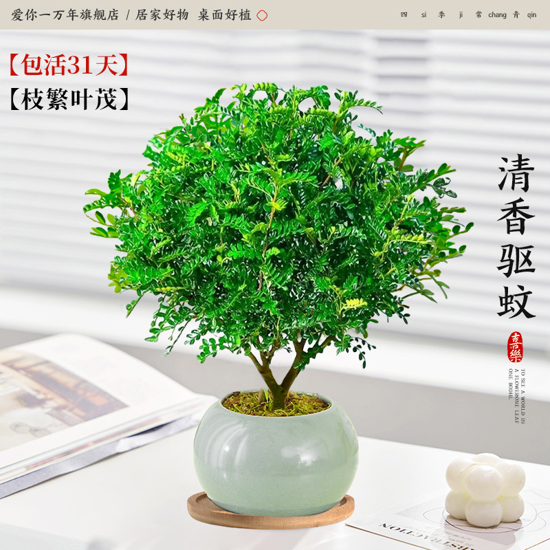 고급 향고추나무 + 얼음유약 연두색 세면대 + 대나무 쟁반 (포장석 + 영양액 포함)