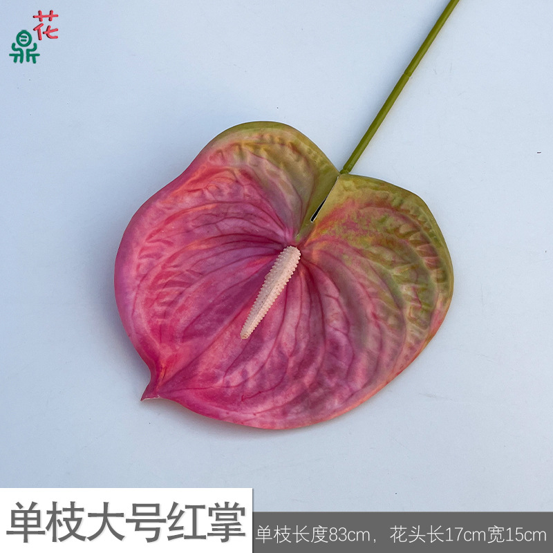 단일 대형 Anthurium ZL 핑크 보라색