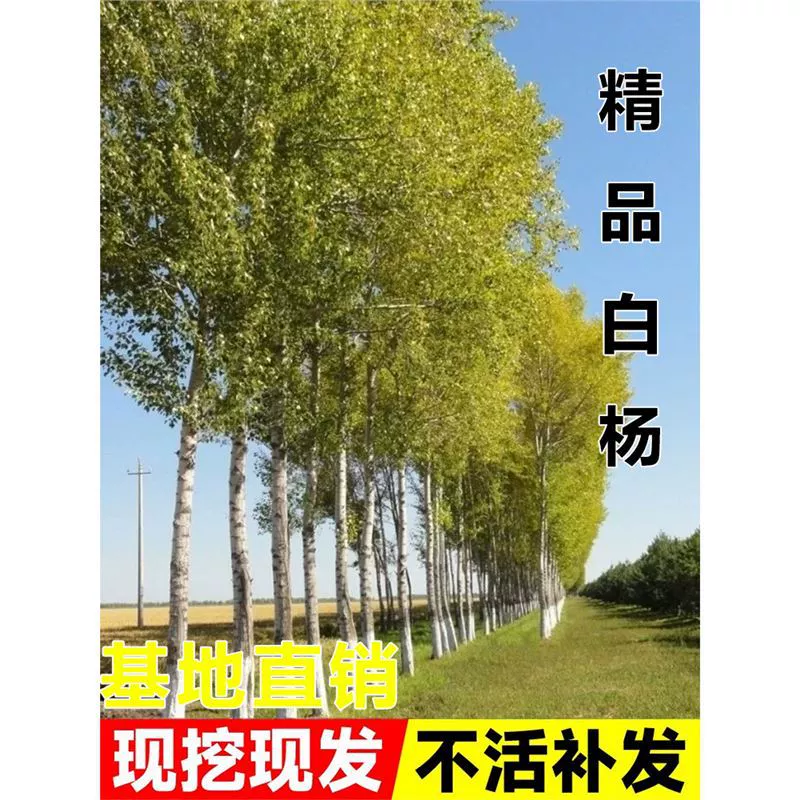 Саженцы тополя, без씨앗lings, рисовые рассады, посадка на дворе, садовые дороги, лесотехнические саженцы, вечнозеленые растения в любое время года.