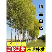 Саженцы тополя, без씨앗lings, рисовые рассады, посадка на дворе, садовые дороги, лесотехнические саженцы, вечнозеленые растения в любое время года.
