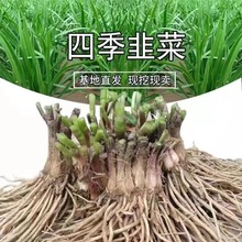 现挖现发新韭菜根苗宽叶紫红韭菜根批发阳台庭院四季蔬菜易成活