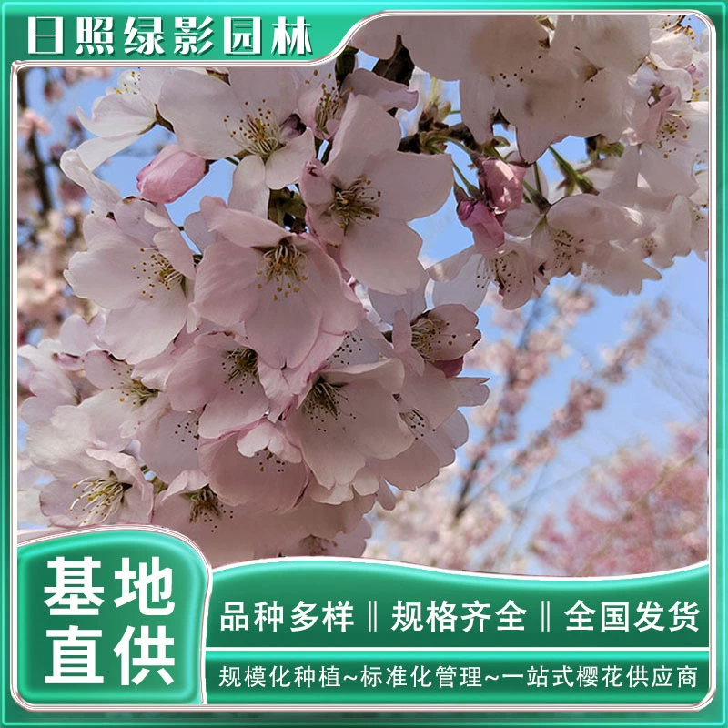 Сколько стоит красивая и твердая Сакура 10 см? Где купить дешевый зеленый теневой сад