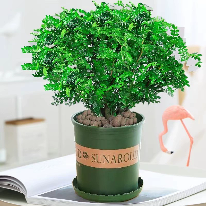 Средство от комаров в горшке Кларион Аромат Перца Растение Комнатные цветы Мури Бонсай Очищающий воздух Зеленые растения