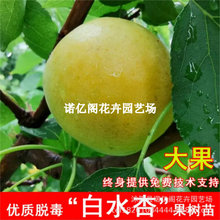 嫁接白水杏树苗甜杏活苗大白杏苗北南方种植当年结果果树果苗