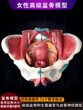 女性生殖系统解剖模型附生器官血管肌肉解剖演示教学盆底肌模型