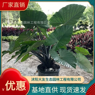 海芋基地批发 自产自销海芋苗  品种齐全景区造景工程绿化苗