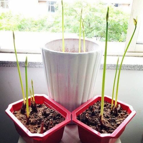 База Оптовые Семена Бианхуа Маньчжушахуа Горшечные Семена Бианхуа Шар Камень Чесночные Цветы Крытый Четыре Сезона Цветы