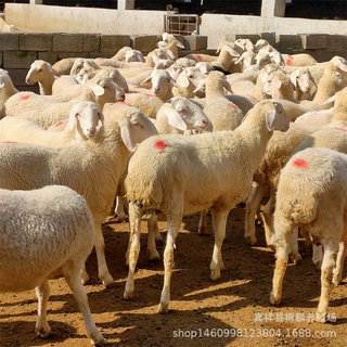小尾寒羊和什么品种的羊杂交好 选购湖羊羊羔二胎孕羊 养殖有补贴