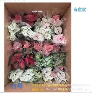 ���~������Z������Ϭţħ�R���[�_����ţ�̺�����b�^�~�Gֲ����