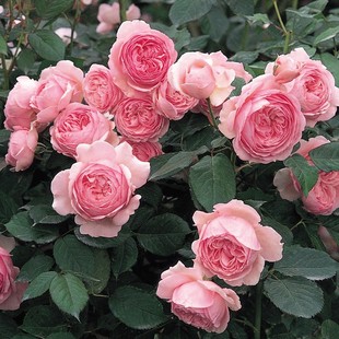 Rose Flower Large Flower Strong Fragrance Courtyard Jeff Hamilton Rose Large Flower Rose Strong Fragrance Type Blooming in All Seasons
