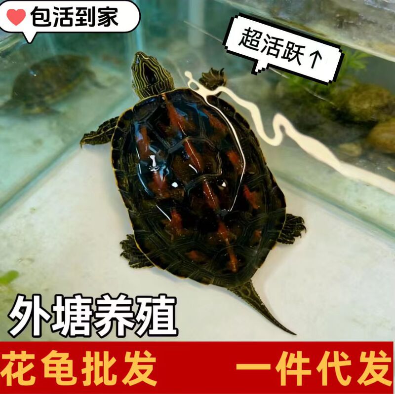 Flower Turtle, Pearl Turtle, Popular Street Stall, Home Care, Pet Outer Pond Breeding, Lively Sticky People, Easy to Recognize, Cheap Price