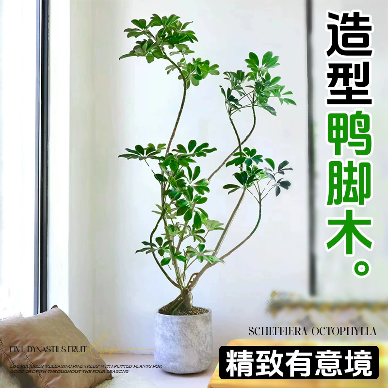 Деревянное комнатное растение "Утиный лапка" очищает воздух в офисе и гостиной, большое зеленое растение, которое можно использовать со всех сторон.