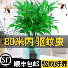 竹柏驱蚊竹水培植物室内客厅水养绿植花卉盆栽办公室桌面四季好养