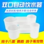 自动双口外贸八哥饮水器