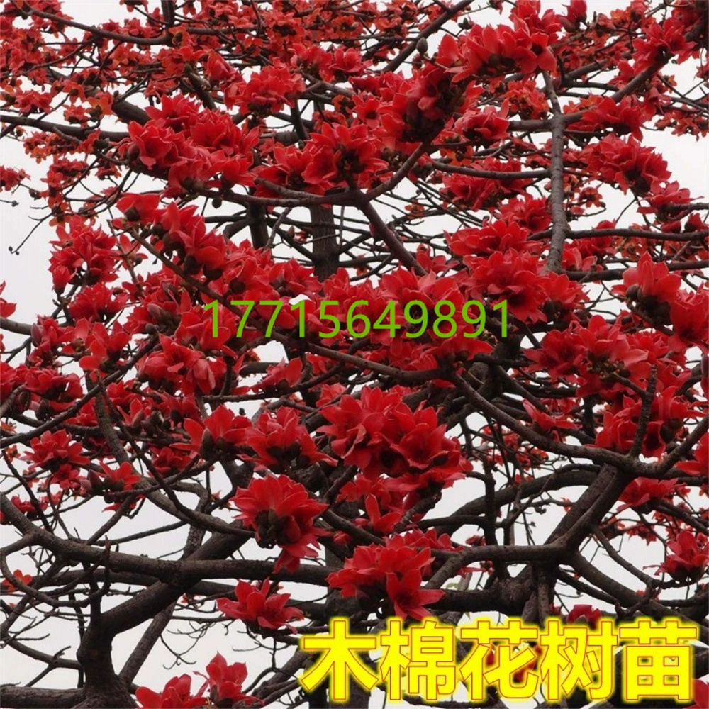 Саженцы деревьев капок Двор Пейзаж Саженцы деревьев Герой Цветок Проект Паньжихуа Озеленение Ценных Горшечных Растений Посадка Цветочных Деревьев