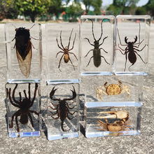 亚马逊 厂家批发真实昆虫标本 透明树脂鞭蝎招潮蟹星天牛蝉琥珀