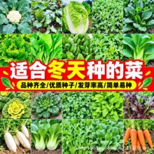 适合冬天种的菜籽耐寒蔬菜种子大全四季种植农家秋播高产优质种孑