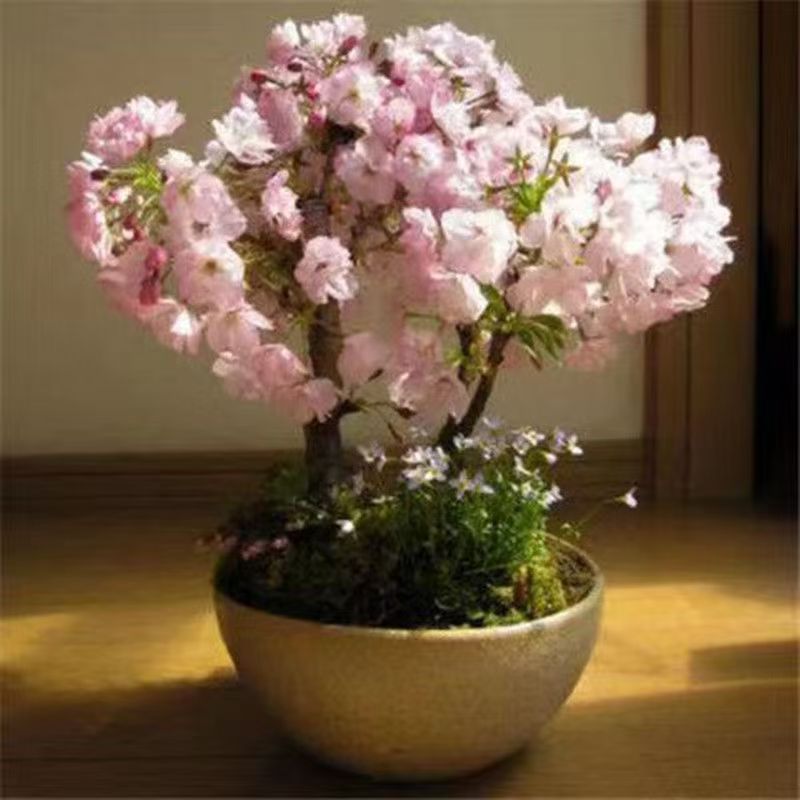 批发林木种子樱花种子早樱晚樱日本樱花种子批发保证质量发芽率高