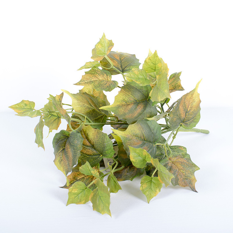 7-cabeza escalada Tigre