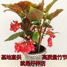 �������񹝺��Ļ��ļ��_�����ﺣ�Ļ��Gֲ�҃��_��ֲ�����Ի���